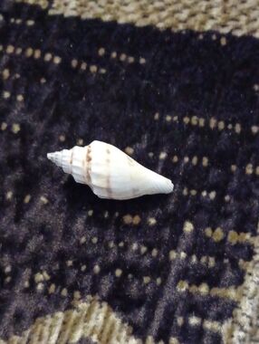 4/$30 Small Natural White & Tan Sea Shell From Florida